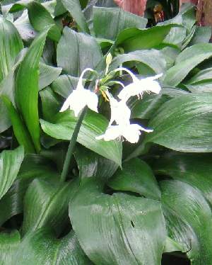 �����̉ԁ@�A�}�]�������[