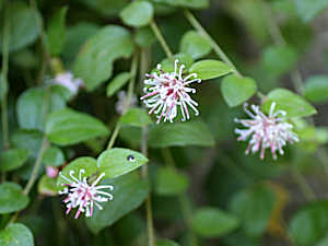 �����̉ԁ@�R�E���{�E�L