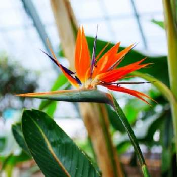 �����̉ԁ@�X�g���`�A