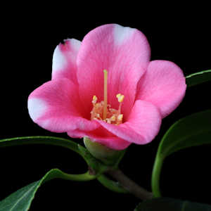 �����̉ԁ@�Ǐ�