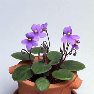 �����̉ԁ@�Z���g�|�[���A