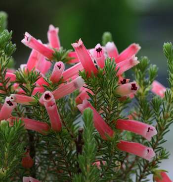 �����̉ԁ@�G���J�E�N���X�}�X�p���[�h