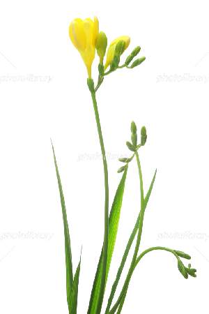 �����̉ԁ@�t���[�W�A