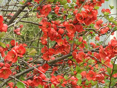 �����̉ԁ@�؉Z