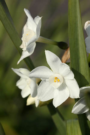 �����̉ԁ@�[�炫����