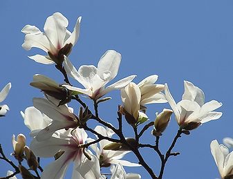 �����̉ԁ@�h��[�R�u�V]