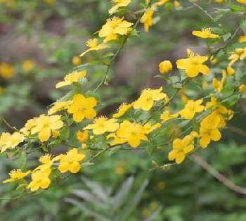 �����̉ԁ@��܂Ԃ�