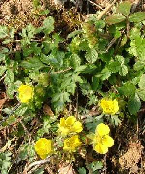 �����̉ԁ@�L�W���V��