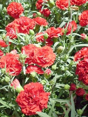 �����̉ԁ@�J�[�l�[�V����