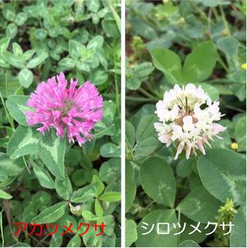 �����̉ԁ@�A�J�c���N�T