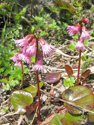 �����̉ԁ@�C���J�K�~