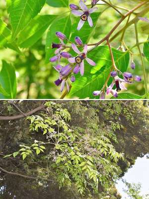 �����̉ԁ@�Z���_��