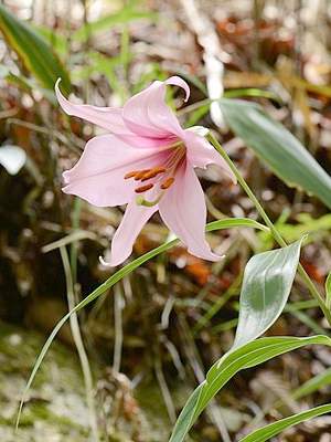 �����̉ԁ@�T�T����