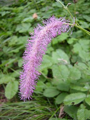 �����̉ԁ@���炢�Ƃ���