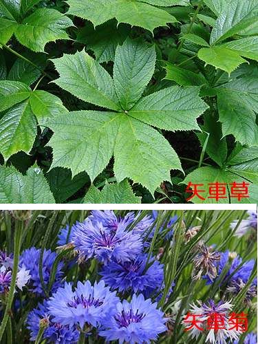 �����̉ԁ@���O���}�\�E