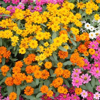 �����̉ԁ@�S����