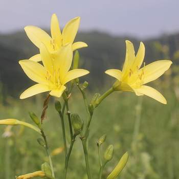 �����̉ԁ@���E�X�Q