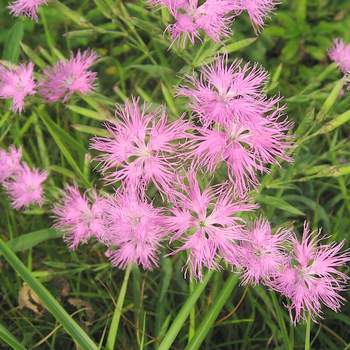 �����̉ԁ@���i�f�V�R