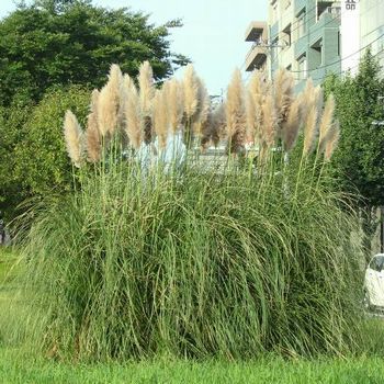 �����̉ԁ@�p���p�X�O���X