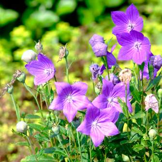 �����̉ԁ@�L�L���E