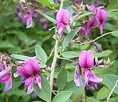 �����̉ԁ@�n�M