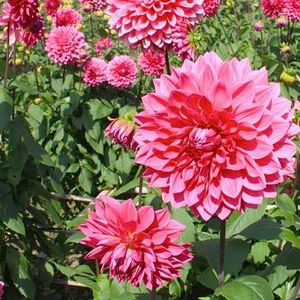 �����̉ԁ@�_���A