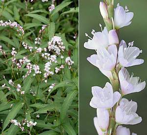 �����̉ԁ@�T�N���^�f