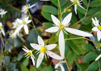 �����̉ԁ@�_�C�����W�\�E