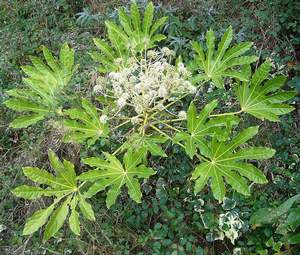 �����̉ԁ@���c�f