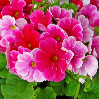 �����̉ԁ@�v�������E�I�u�R�j�J