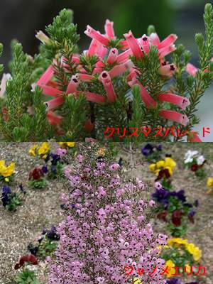 �����̉ԁ@�G���J