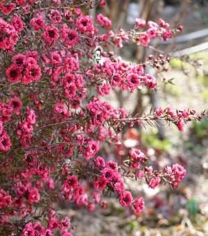 �����̉ԁ@�M�������E�o�C