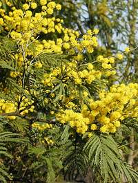 �����̉ԁ@�A�J�V�A<��>