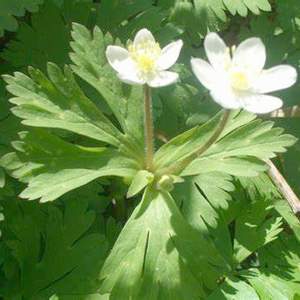 �����̉ԁ@�Q�����\�E