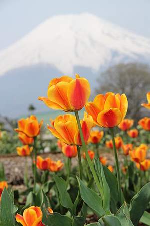 �����̉ԁ@�Q�����\�E