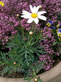 �����̉ԁ@�}�[�K���b�g