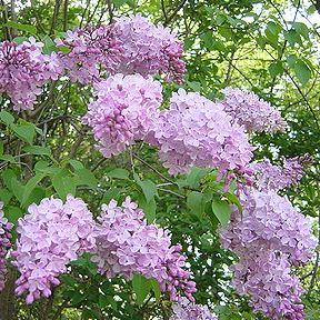 �����̉ԁ@���C���b�N