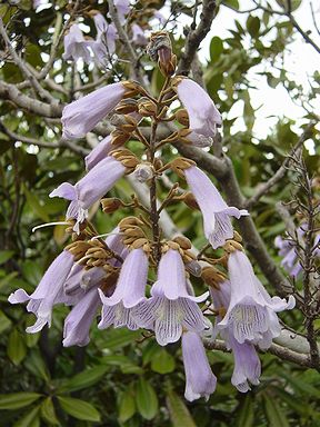 �����̉ԁ@��