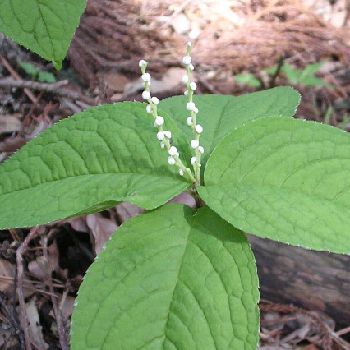 �����̉ԁ@�t�^���V�Y�J