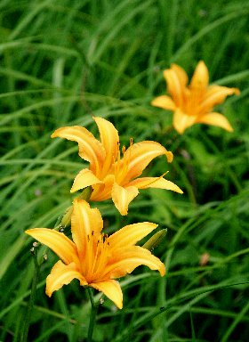 �����̉ԁ@�슞��