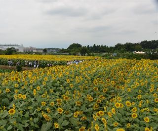 �����̉ԁ@�Ђ܂�