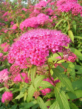 �����̉�