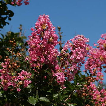 �����̉�