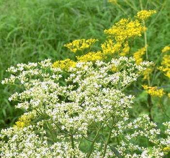 �����̉ԁ@���Ƃ�����