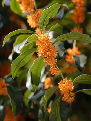 今日の花 金木犀