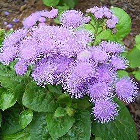 �����̉ԁ@�J�b�R�E�A�U�~