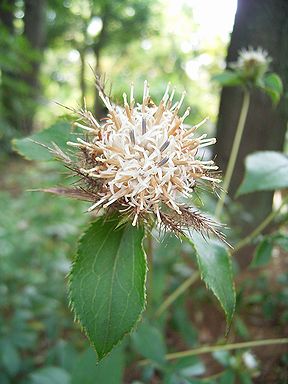 �����̉ԁ@�J�b�R�E�A�U�~