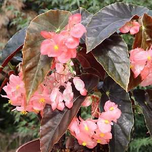 �����̉ԁ@�ؗ����x�S�j�A