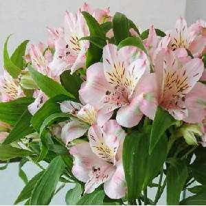 �����̉ԁ@�A���X�g�������A