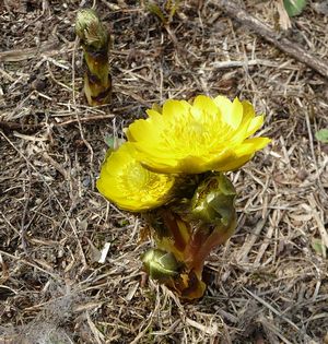 �����̉ԁ@������